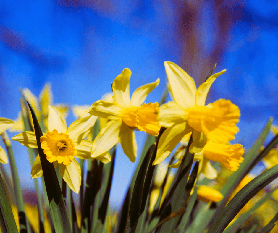 Storm Damage Roof Repair SCR, Inc. General Contractors Storm Damage Roof Repair